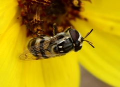 Copestylum marginatum