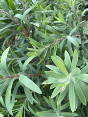 Austropuccinia psidii