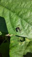 Taeniaptera trivittata