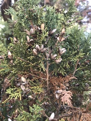 Austrocedrus chilensis