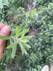 Austropuccinia psidii