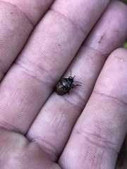 Orsilochides guttata