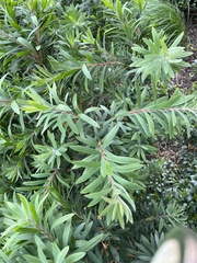 Austropuccinia psidii