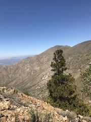 Austrocedrus chilensis