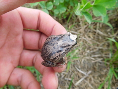 Pristimantis unistrigatus