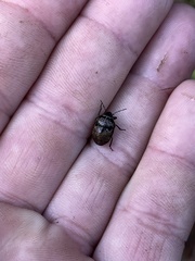 Orsilochides guttata