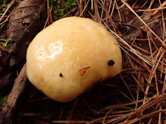 Hygrophorus flavodiscus