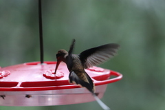 Phaethornis longirostris