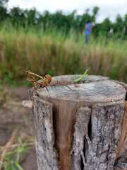 Pseudovates chlorophaea