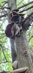 Auricularia