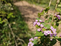 Lantana megapotamica