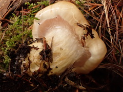 Hygrophorus flavodiscus