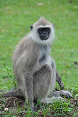 Semnopithecus priam