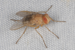 Ormia