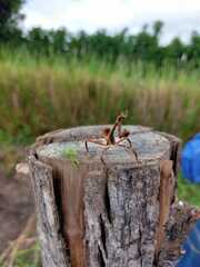 Pseudovates chlorophaea