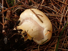 Hygrophorus flavodiscus