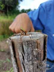 Pseudovates chlorophaea