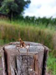 Pseudovates chlorophaea