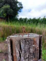 Pseudovates chlorophaea