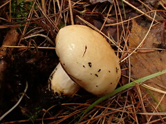 Hygrophorus flavodiscus