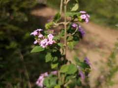 Lantana megapotamica