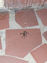 Lycosoidea