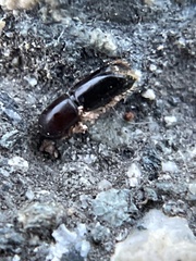 Monarthrum dentigerum