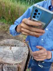 Pseudovates chlorophaea