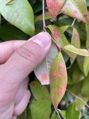 Austropuccinia psidii