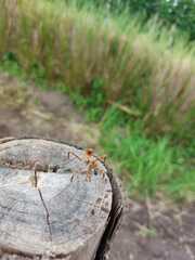 Pseudovates chlorophaea