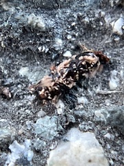 Monarthrum dentigerum