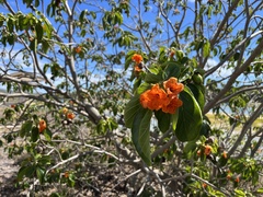 Cordia subcordata