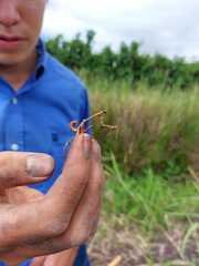 Pseudovates chlorophaea