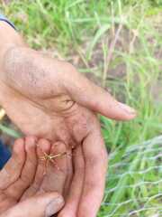 Pseudovates chlorophaea