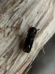 Monarthrum dentigerum