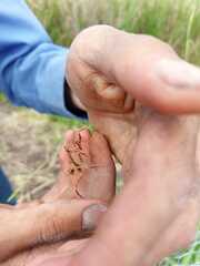 Pseudovates chlorophaea