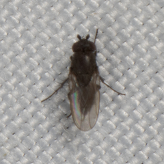 Limosininae