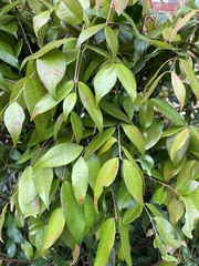 Austropuccinia psidii