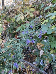 Symphyotrichum shortii