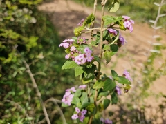 Lantana megapotamica