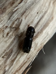 Monarthrum dentigerum