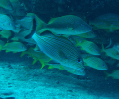 Haemulon carbonarium