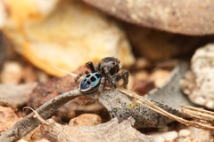 Maratus nigromaculatus