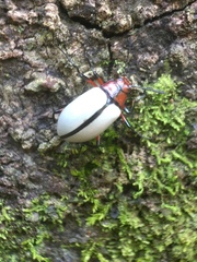 Poecilesthus suturalis