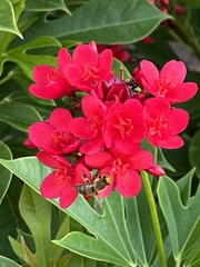 Jatropha integerrima