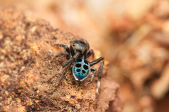Maratus nigromaculatus