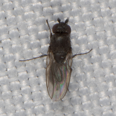 Limosininae