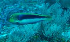 Halichoeres cyanocephalus
