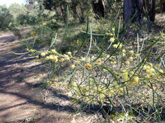 Acacia elongata