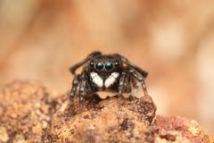 Maratus nigromaculatus